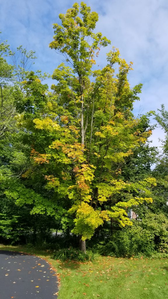 Villanelle #3: One More Tree - by David Klein